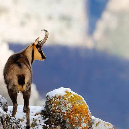 度假居 Stone House In Majella Park 圣埃乌费米亚阿马伊埃拉