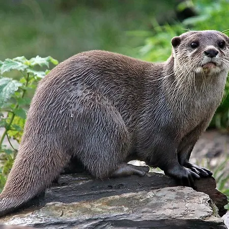Stone House In Majella Park * 圣埃乌费米亚阿马伊埃拉