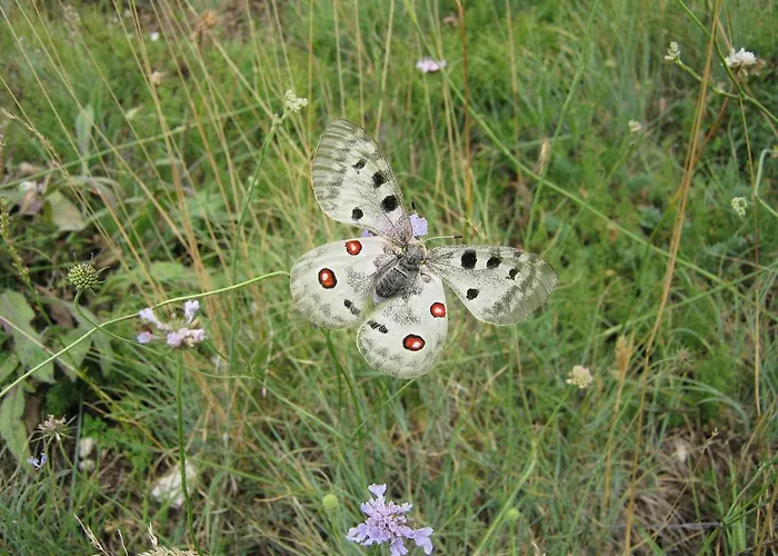 Stone House In Majella Park Tatil Evi *